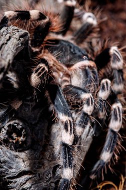 Doğal ortamda tarantula akanthoscurria geniculata