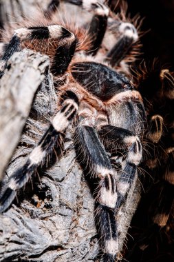 Doğal ortamda tarantula akanthoscurria geniculata