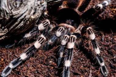 Doğal ortamda tarantula akanthoscurria geniculata