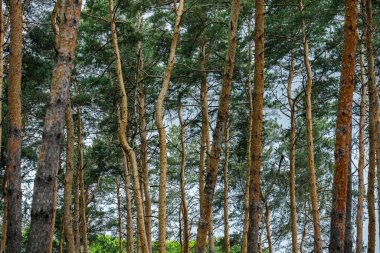 Ladin Ormanı, Çam Ormanı, Çam Ağacı, Peri Ormanı, El değmemiş Ladin Ormanı