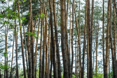 Ladin Ormanı, Çam Ormanı, Çam Ağacı, Peri Ormanı, El değmemiş Ladin Ormanı