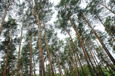 Ladin Ormanı, Çam Ormanı, Çam Ağacı, Peri Ormanı, El değmemiş Ladin Ormanı