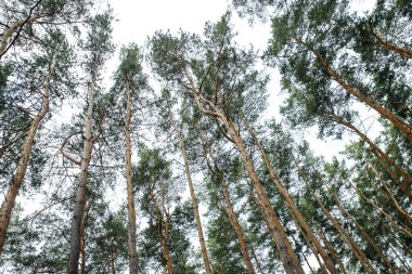 Ladin Ormanı, Çam Ormanı, Çam Ağacı, Peri Ormanı, El değmemiş Ladin Ormanı