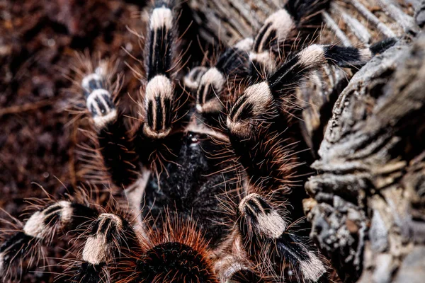 Tarantula acanthoscurria geniculata i naturlig miljö — Stockfoto