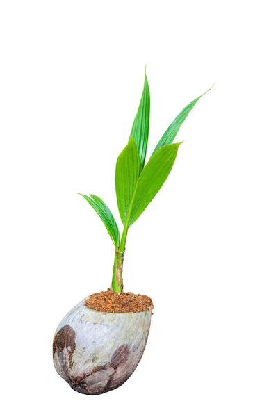 Kokosnussduft Junge Kokosnussbäume Vorbereitungen Für Solche Sorten Für Die Anpflanzung — Stockfoto