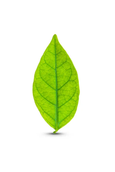 Green Leaf Isolated White Background Clipping Path — Stock Photo, Image