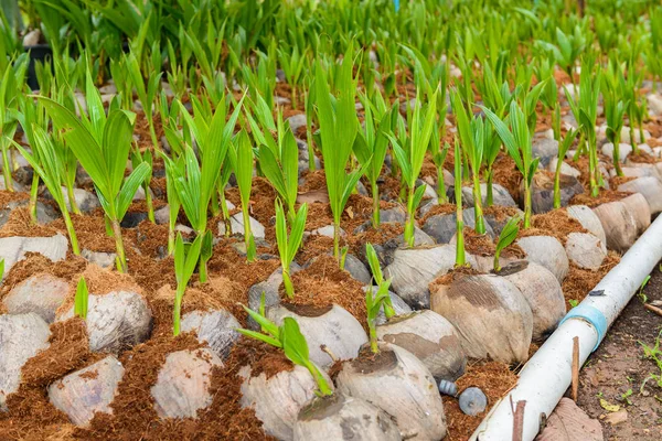 Coconut Perfume Young Coconut Small Trees Preparations Varieties Planting Coconut — Stock Photo, Image
