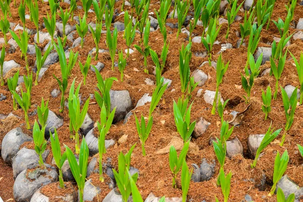 Coconut Perfume Young Coconut Small Trees Preparations Varieties Planting Coconut — Stock Photo, Image