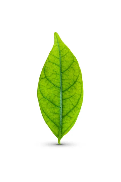 Green Leaf Isolated White Background Clipping Path — Stock Photo, Image