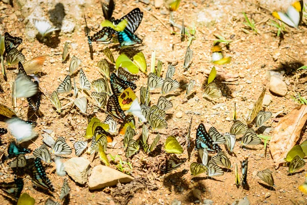 Muchas Mariposas Pieridae Recogiendo Agua Suelo Mariposas Están Alimentando Mineral — Foto de Stock