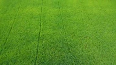 Havadan görünümü ile yetiştirilen bitkilerin paddy manzara arka planda Tayland kırsal alanda yeşil pirinç ileriye devam