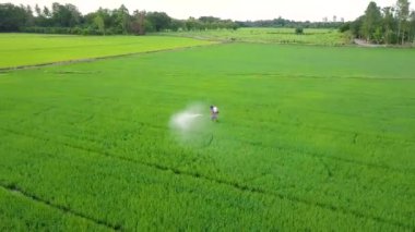 Genç yeşil pirinç alan Tayland için kimyasal püskürtme çiftçi hava görünümünü. Tarım kavramı manzara arka plan