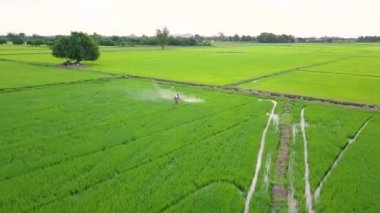 Genç yeşil pirinç alan Tayland için kimyasal püskürtme çiftçi hava görünümünü. Tarım kavramı manzara arka plan