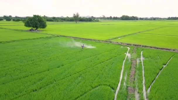 农夫的空中看法喷洒化学物到年轻的绿色米领域在泰国 农业概念景观背景 — 图库视频影像