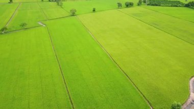 Paddy manzara arka planda Tayland yetiştirilen bitkilerin ile kırsal alandaki yeşil yüksek düşük pirinç kaydırma havadan görünümü