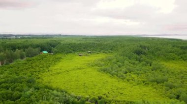 Havadan görünümü, bakış açısı Mangroves Tung sivri uç tanga veya altın mangrov alanında, Haliç Pra Sae, Rayong, Tayland