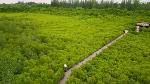 Aerial View Näköala Mangroves Tung Prong Thong Tai Golden Mangrove — kuvapankkivideo