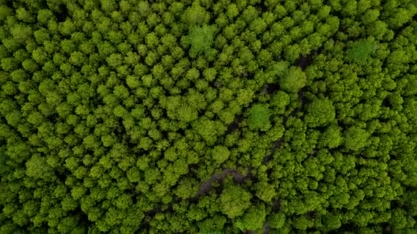Hava Üstten Görünüm Taşımak Ileri Atış Mangroves Tung Sivri Tanga — Stok video