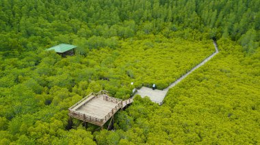 Havadan görünümü, bakış açısı Mangroves Tung sivri uç tanga veya altın mangrov alanında, Haliç Pra Sae, Rayong, Tayland