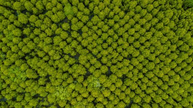 Havadan görünümü veya orman Mangroves Tung sivri uç tanga veya altın mangrov alanında, Haliç Pra Sae, Rayong, Tayland ve üstten görünüm