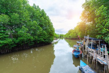 Orman Mangroves Tung Prong tanga veya altın mangrov alanında, Haliç Pra Sae, Rayong, Tayland