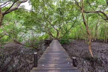 Ahşap köprü ya da geçit ve büyük ağaç landmark Mangroves Tung sivri uç tanga veya altın mangrov sahasında Haliç Pra Sae, Rayong, Tayland