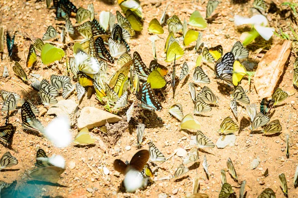 Muchas Mariposas Pieridae Recogiendo Agua Suelo Mariposas Están Alimentando Mineral — Foto de Stock