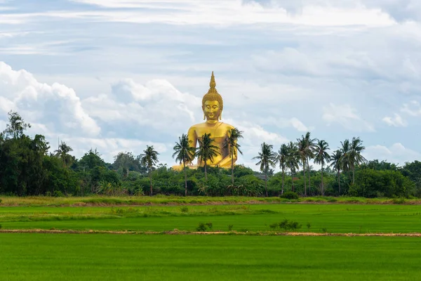 Táj Rizs Mező Nagy Arany Buddha Szobor Wat Muang Templom — Stock Fotó