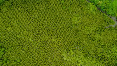 Aerial view or Top view of Forest Mangroves in Tung Prong Thong or Golden Mangrove Field at Estuary Pra Sae, Rayong, Thailand clipart