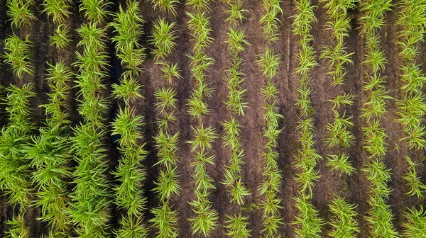 Vista Aérea Del Campo Verde Del País Con Líneas Fila —  Fotos de Stock