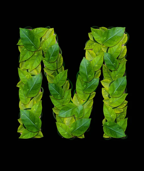 Kırpma yolu ile siyah arka plan üzerine alfabesi harfleri yaprakları 