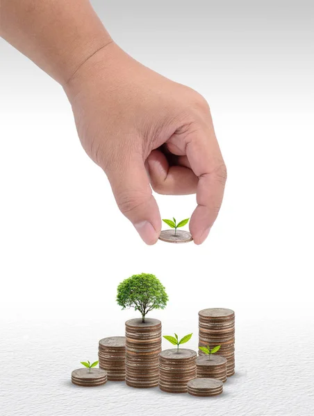 成長ビジネス コンセプト 灰色の背景に小さな木のお金コイン スタックを保持している男性の手でプリセット保存お金の概念 — ストック写真