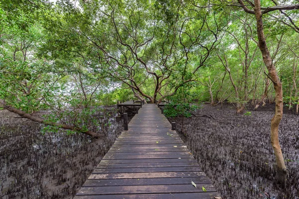 木製の橋または桐芯ひもにマングローブや河口プラ Sae ラヨーン タイで黄金のマングローブ フィールドで通路と大きな木のランドマーク — ストック写真