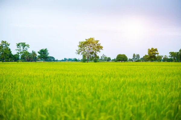 Paisaje Rural Campo Arroz Cielo Azul Nube Nublado Paisaje Fondo —  Fotos de Stock