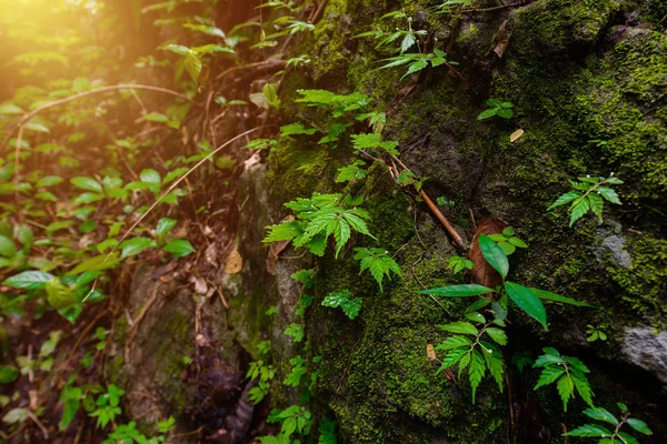 Зеленый Мос Фоне Камня Растением Природе — стоковое фото