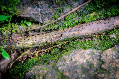 Birçok siyah karıncalar vahşi orman dallarında satırları yürü