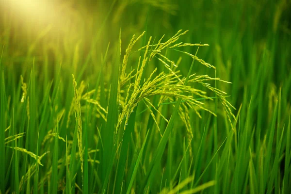 Closeup Paddy Rice Field Countryside Scenery Thailand — Stock Photo, Image