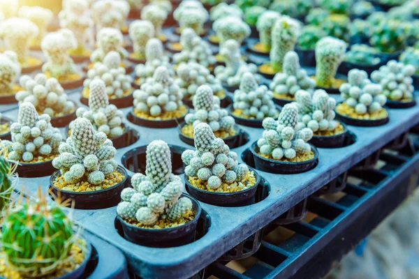 フラワー ポットの植物屋で小さいサボテンは 素朴な市場で沢山のサボテン プラスチック製のトレイのサボテンの販売 — ストック写真