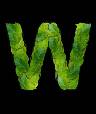 Kırpma yolu ile siyah arka plan üzerine alfabesi harfleri yaprakları 