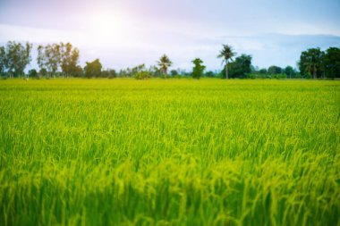 Pirinç alan mavi gökyüzü bulut clear manzara arka planda Tayland kırsal toplayan