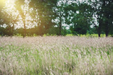 Çimen çiçekler güneş ışığı arka planda çim alandaki toplayan kırsal