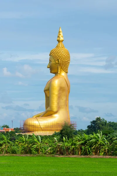 Cenário Campo Arroz Grande Estátua Buda Ouro Wat Muang Templo — Fotografia de Stock
