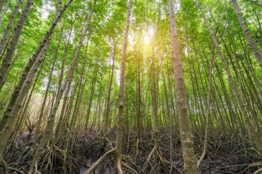 Orman Mangroves Tung Prong tanga veya altın mangrov alanında, Haliç Pra Sae, Rayong, Tayland