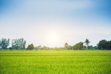 Pirinç alan mavi gökyüzü bulut clear manzara arka planda Tayland kırsal toplayan