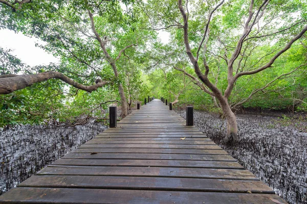 木製の橋または桐芯ひもにマングローブや河口プラ Sae ラヨーン タイで黄金のマングローブ フィールドで通路 — ストック写真