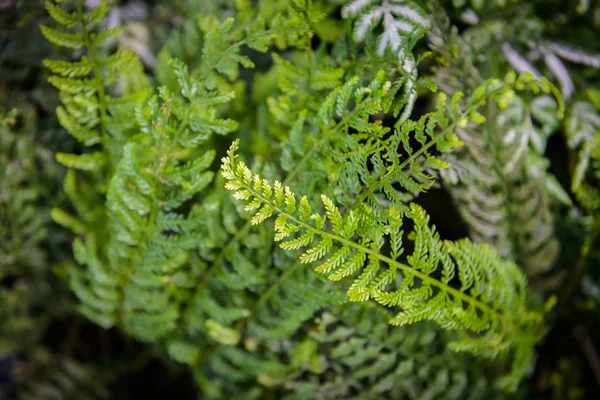 Felci Tropicali Esotiche Con Bassa Profondità Campo Sfondo Verde Natura — Foto Stock