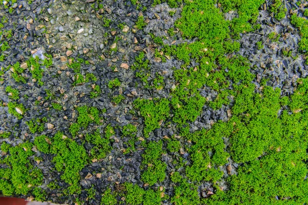 Зеленый Мос Фоне Камня Природе — стоковое фото