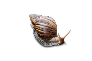 Kırpma yolu ile beyaz arka plan üzerinde izole büyük salyangoz içinde sürünerek deniz hayvanı kabuğu