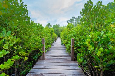 Ahşap köprü ya da geçit Mangroves Tung sivri uç tanga veya altın mangrov sahasında Haliç Pra Sae, Rayong, Tayland