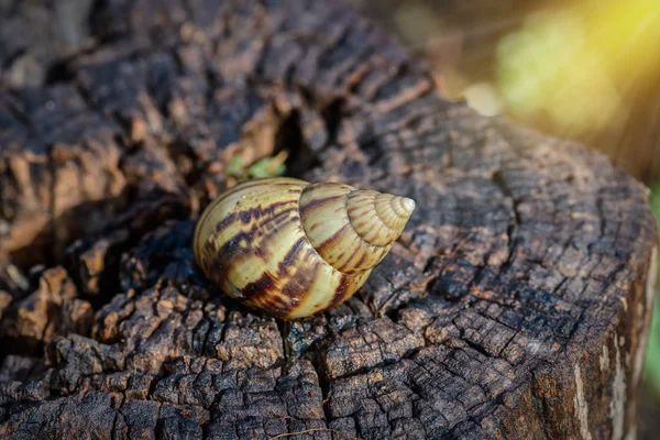 Big Snail Shell Crawling Timber Nature — Stock Photo, Image